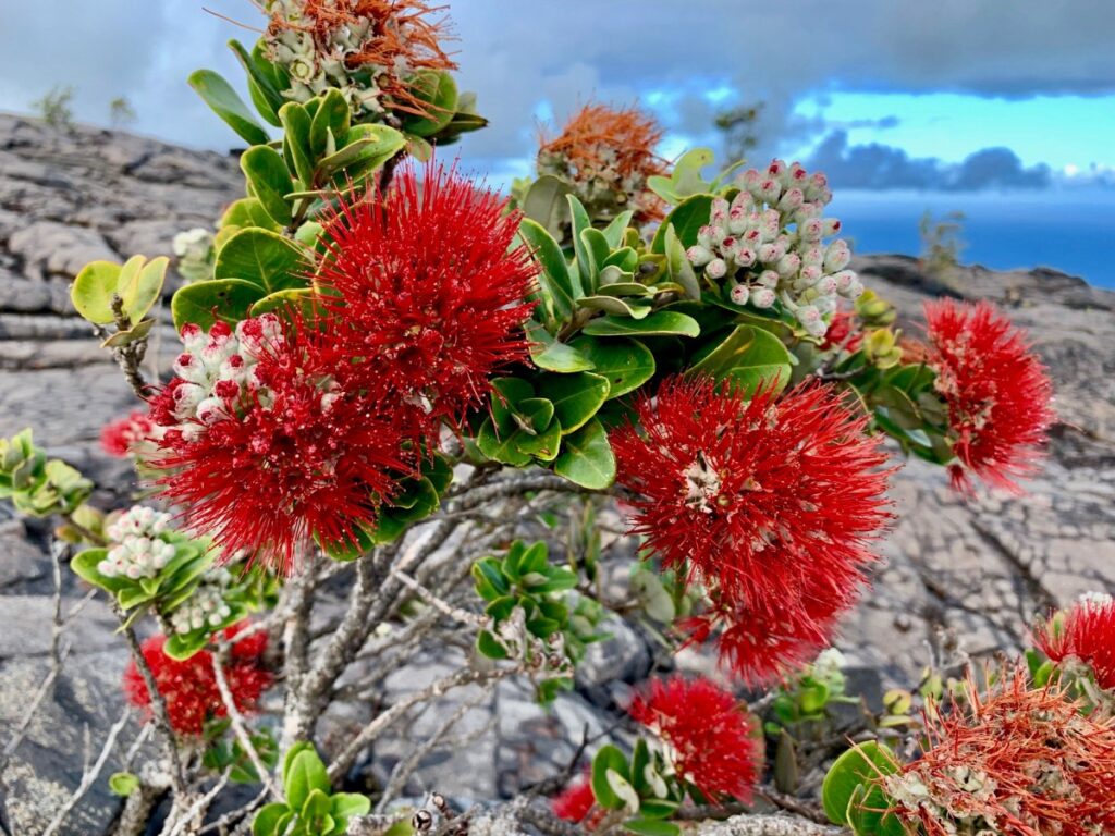 オヒアレフア・ハワイの花